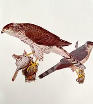 Cooper Hawk And Sharp Shinned 1936 Bird Art Lithograph Color Plate Print... - $39.99