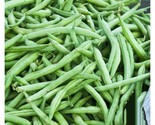 100 Bush Strike Bean Seeds High Yield Heirloom Fifty Days Harvest Fast S... - $17.98