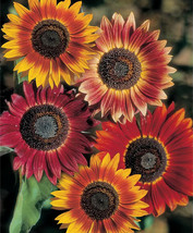 Evening Sun Sunflower Seeds Helianthus Bicolor Red Orange Sun Flower Seed  - £4.64 GBP