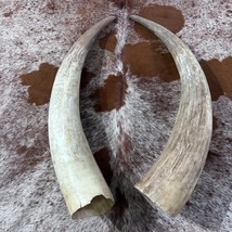 Watusi Horns Gorgeous Natural Cow Horn Set , 2 Natural Ox Horns (27&quot; long) - £129.42 GBP