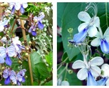 BLUE BUTTERFLY BUSH BLUE WINGS Rooted Starter Plant Clerodendrum Ugandense - £31.55 GBP