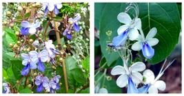 Blue Butterfly Bush Blue Wings Rooted Starter Plant Clerodendrum Ugandense - £31.39 GBP