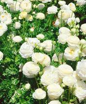 White Ranunculus Plant DIY Potted Plants, 100 seeds - £16.21 GBP