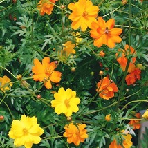 Bright Lights Cosmos 100 Seeds. Seedsfun USA Seller Garden Fresh - $9.00