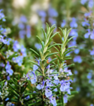  Rosemary seeds - Culinary Perennial Garden Container Herb 25+ Seeds - £7.99 GBP