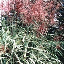 BStore 10 Seeds Red Maiden Grass Miscanthus Sinensis Plumes Ornamental FlowerA - £7.47 GBP