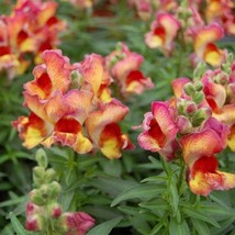 Snapdragon Snapshot Red Flame 50 Pelleted Snapdragon Seeds Bedding Plant Gardeni - £10.53 GBP