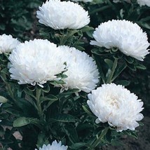 Aster Milady white  50 seeds - £5.56 GBP