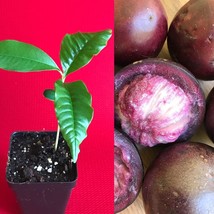 Caimito Purple Star Apple Chrysophyllum cainito Seedling Plant Potted Fr... - £16.07 GBP