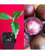 Caimito Purple Star Apple Chrysophyllum cainito Seedling Plant Potted Fr... - £15.99 GBP