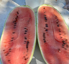 Ali Baba Watermelon Seeds Fresh Seeds Fast Shipping - $18.48