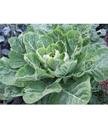 COLLARD GREENS SEED, MORRIS, HEIRLOOM, ORGANIC, NON GMO, 500 SEEDS COLLA... - £7.23 GBP