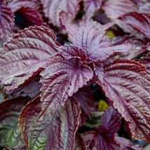 US Seller Korean Red Perilla Seed Red Shiso Red Beefsteak Fast Shipping - £12.02 GBP