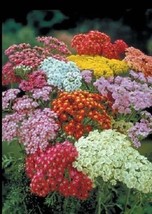 50 Achillea Colorado Mix Yarrow Seeds Flower Perennial Deer Resistant - £14.39 GBP