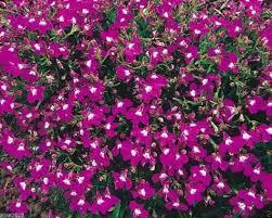 Lobelia Rosemond 200 Seeds Free Shipping - $4.00