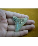 (sr247-18) 2-1/8&quot; Fossil ANGUSTIDENS SHARK TOOTH have wired gold or silv... - $32.71
