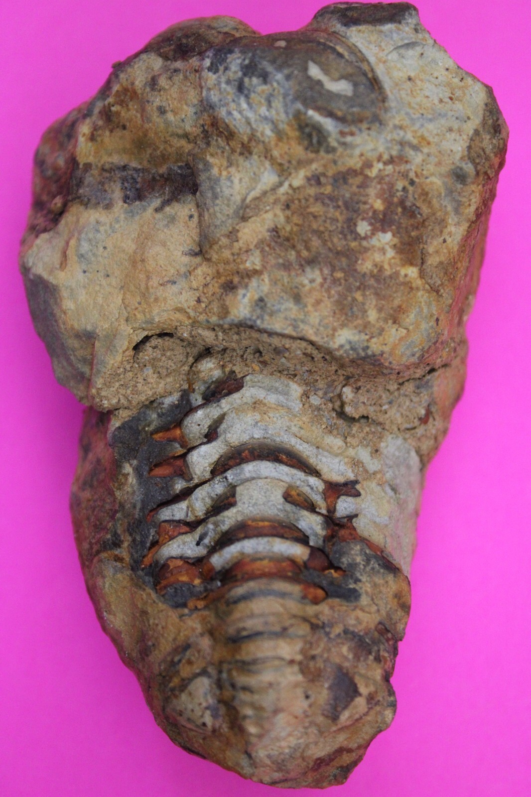 Trilobite Fossil 450 Million Years Old Morroco Guaranteed Real Dino Girl... - $29.99