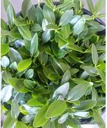  10 RED MANGROVE PLANTS EXTREMELY HEALTHY  AQUARIUM POND PLANT - $24.75