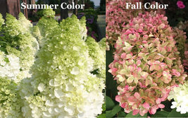 LIMELIGHT Hydrangea shrub PP#12874 image 3