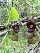 Aristolochia Manshuriensis Dutchmans Pipe Vine Exotic Seeds Fresh Garden USA SEL - $18.98