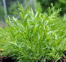 Fresh Garden Russian Tarragon Herb Seeds, NON-GMO, Dragon Wort, Variety Sizes, F - £6.80 GBP