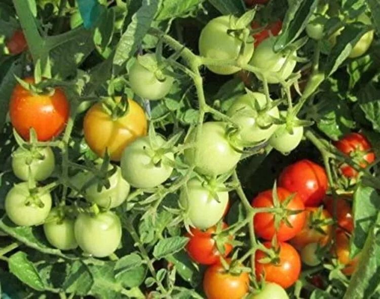 20 Seeds Tomato Lycopersicons Esculentums Baxters Cherry Early Bush Heavy Yields - $16.90