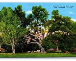 Suicide Oak Tree New Orleans LA UNP Linen Postcard Y6 - $2.92