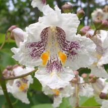 50 Flowering Northern Catalpa Speciosa Tree Seeds Aka Western Catalpa Or... - $14.90