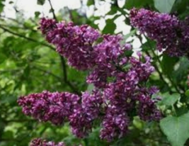 1 Pc Rooted Plant 5” Tall Syringa Charles Joly Lilac Flower Plants | RK - £26.69 GBP