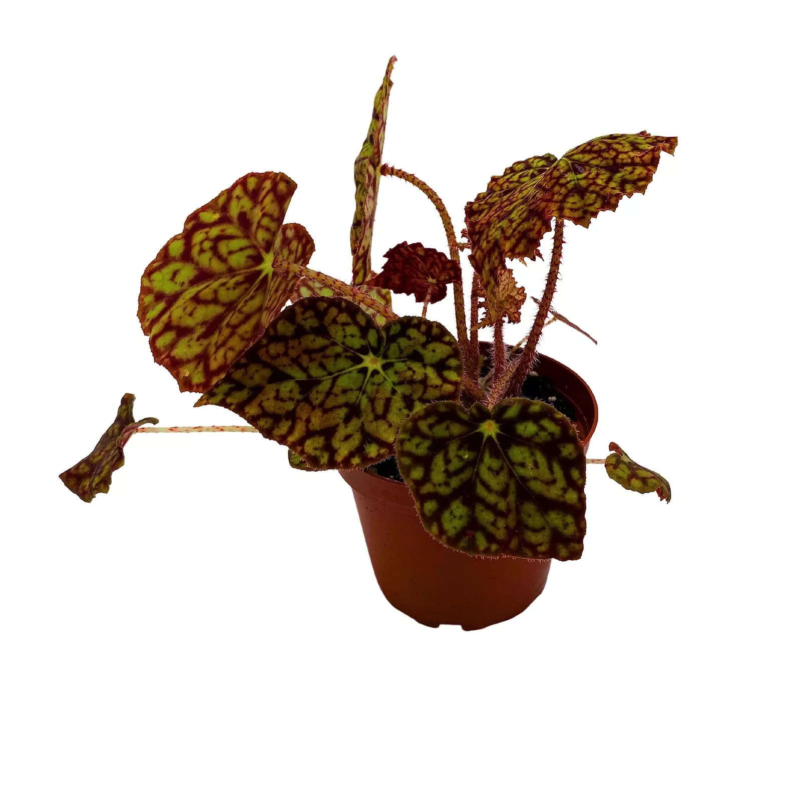 Hot Spot Begonia Begonia Rex 4 in Pot Painted-Leaf - £26.47 GBP