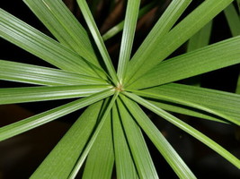 USA Umbrella Palm Tree Cyperus Involucratus Papayrus Sedge 50 Seeds - £8.92 GBP