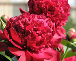 Sale 5 Seeds Garden Peony Paeonia Lactiflora Red Pink White Mix Chinese ... - £7.93 GBP