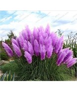 NEW 200  pcs Rainbow Aloe Bonsai Mixed Excellent Succulent Plants Aloe V... - $10.59