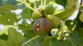 Item image 1 image 1