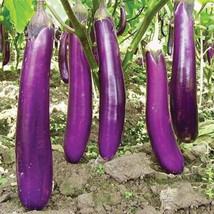 150 Long Purple Eggplant Seeds ~ 2024 ~ Heirloomseedguy ~  From US  - £6.46 GBP