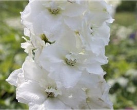 Pm 50+ Delphinium White Magic Fountain Flower Seeds A16 - £3.36 GBP