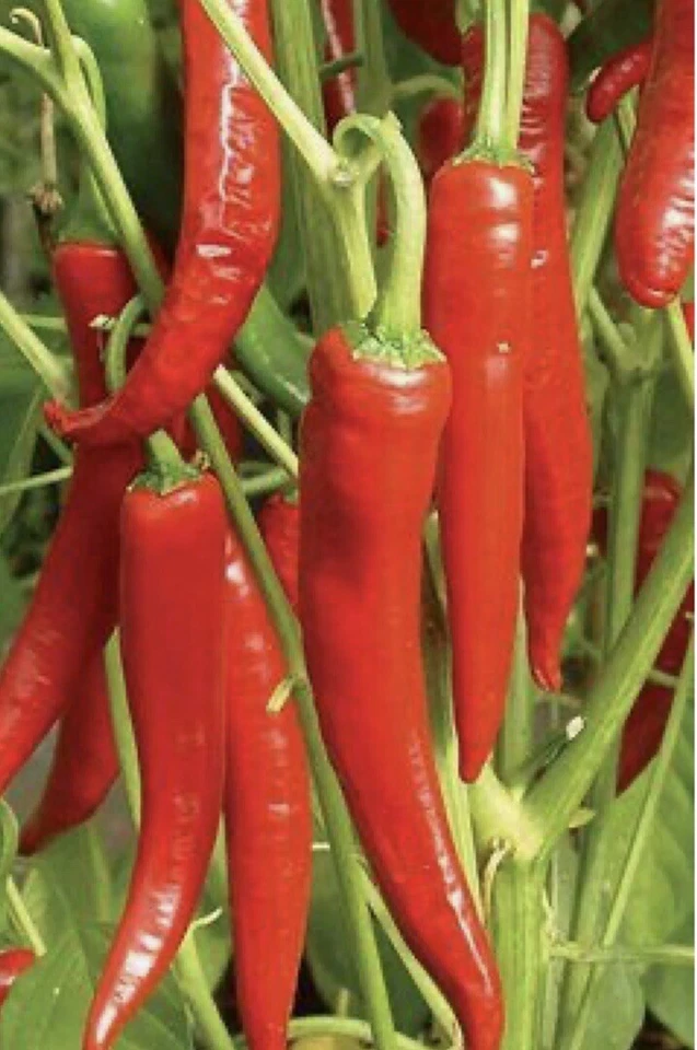 100 Hot Long Red Catenne pepper Seeds - Non GMO - €6,05 EUR