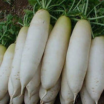 200 Seeds White Icicle Radish Non GMO Garden Vegetable From USA - £7.58 GBP