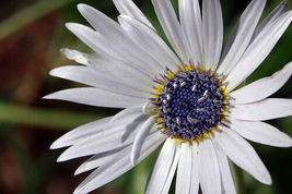 40 White African Daisy Seeds Flower Annual - $17.96