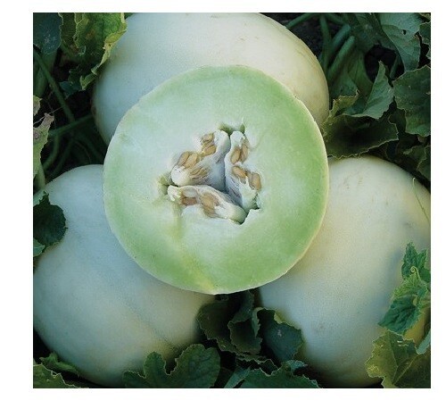 Honey Dew 30 Green Flesh Melon  Cantaloupe Delicious Sweet 6 Lbs Fast Grow - $11.25
