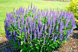 300 Seeds BLUE SAGE Native Wildflower Medicinal Cut/Dried Flowers Garden/Borders - £12.94 GBP