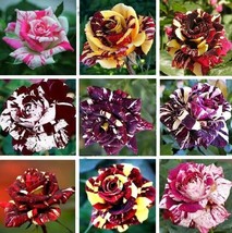 Multi-Color Rose Seeds, Double Petal Rose, 50pcs/Pack. (#9514) - $5.65