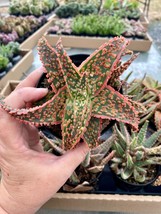 Aloe Crimson Dragon 3.5&quot; Pot Live Plant - £15.58 GBP