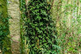 Live Garden Plant English Ivy Hedera Helix Perennial Bare Root  - £34.37 GBP