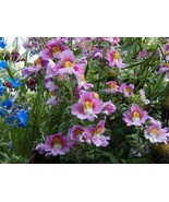 100 Seeds Butterfly Flower Angel Wings Schizanthus  Mix - $8.98