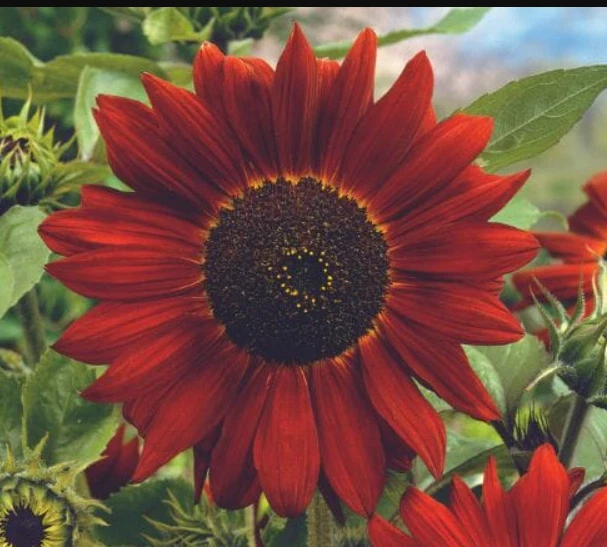 100 Seeds Sunflower Midnight Rouge Red Flowers Seeds Non-GMO - $6.99