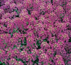 US Seller Alyssum Seeds 1500+ Royal Carpet Purple Flower Garden Annual Bees - £6.67 GBP