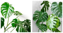 Swiss Cheese Plant (Monstera deliciosa) Seeds 10 Seeds - £23.17 GBP