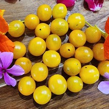 USA Seller Galapagos Yellow Currant Tomato Vegetable Seeds - £15.13 GBP