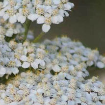 Ship From Us 2 G ~12,000 Seeds - White Yarrow Seeds - Heirloom, NON-GMO, TM11 - £13.14 GBP